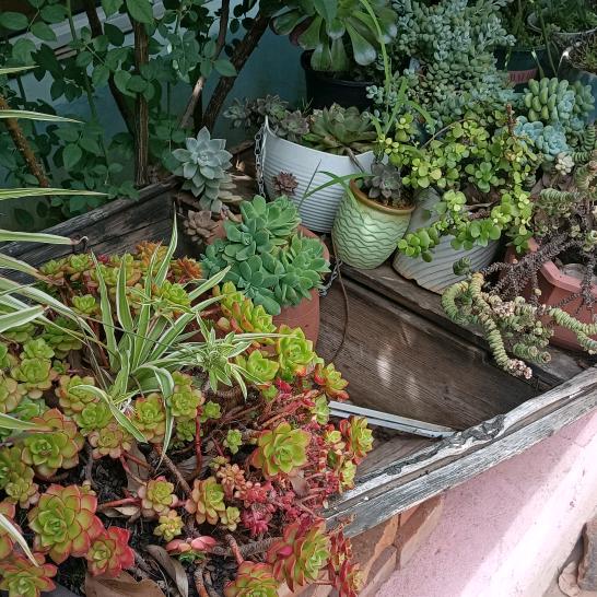 动植物保护协会