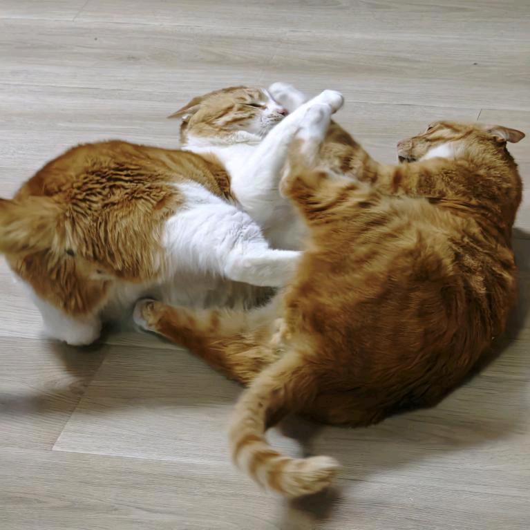 赚钱养小猫