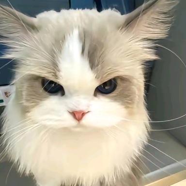 ^心碎小猫(ó﹏ò｡)😢😢（猫猫）