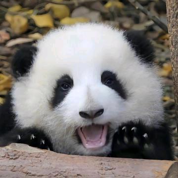 壹念成殇