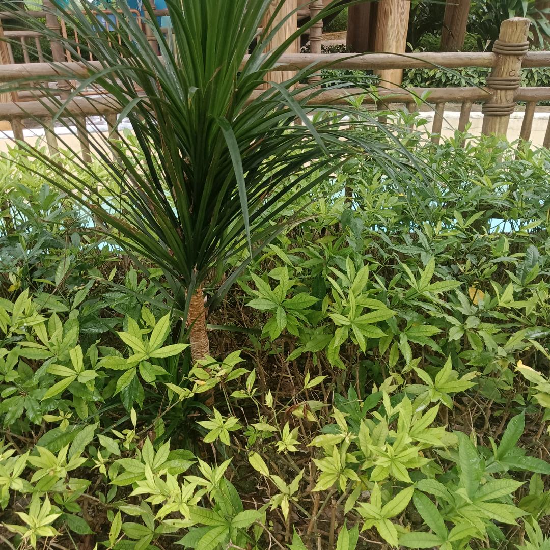 最美的情缘