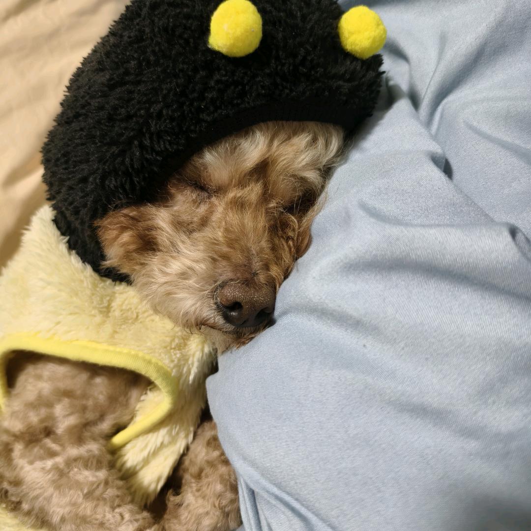 小锅子