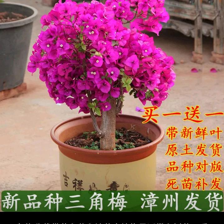 羅泽兴