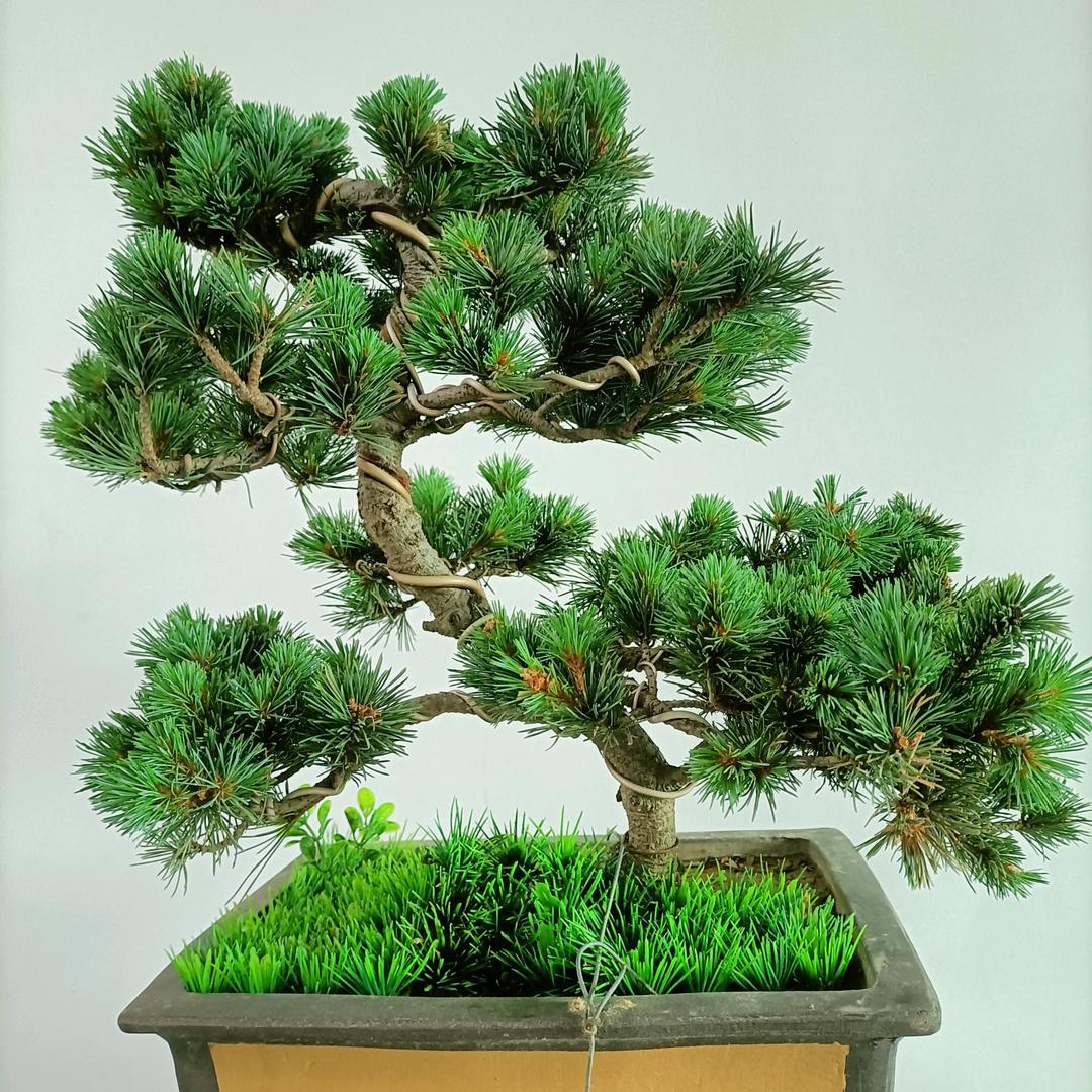 纳爱斯品质生活推荐官信丰吴姐