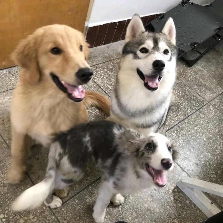 哈金边dogs