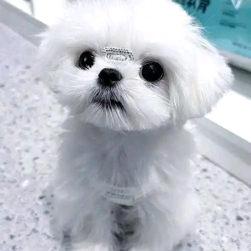 钱多多（马尔济斯西施🐩）