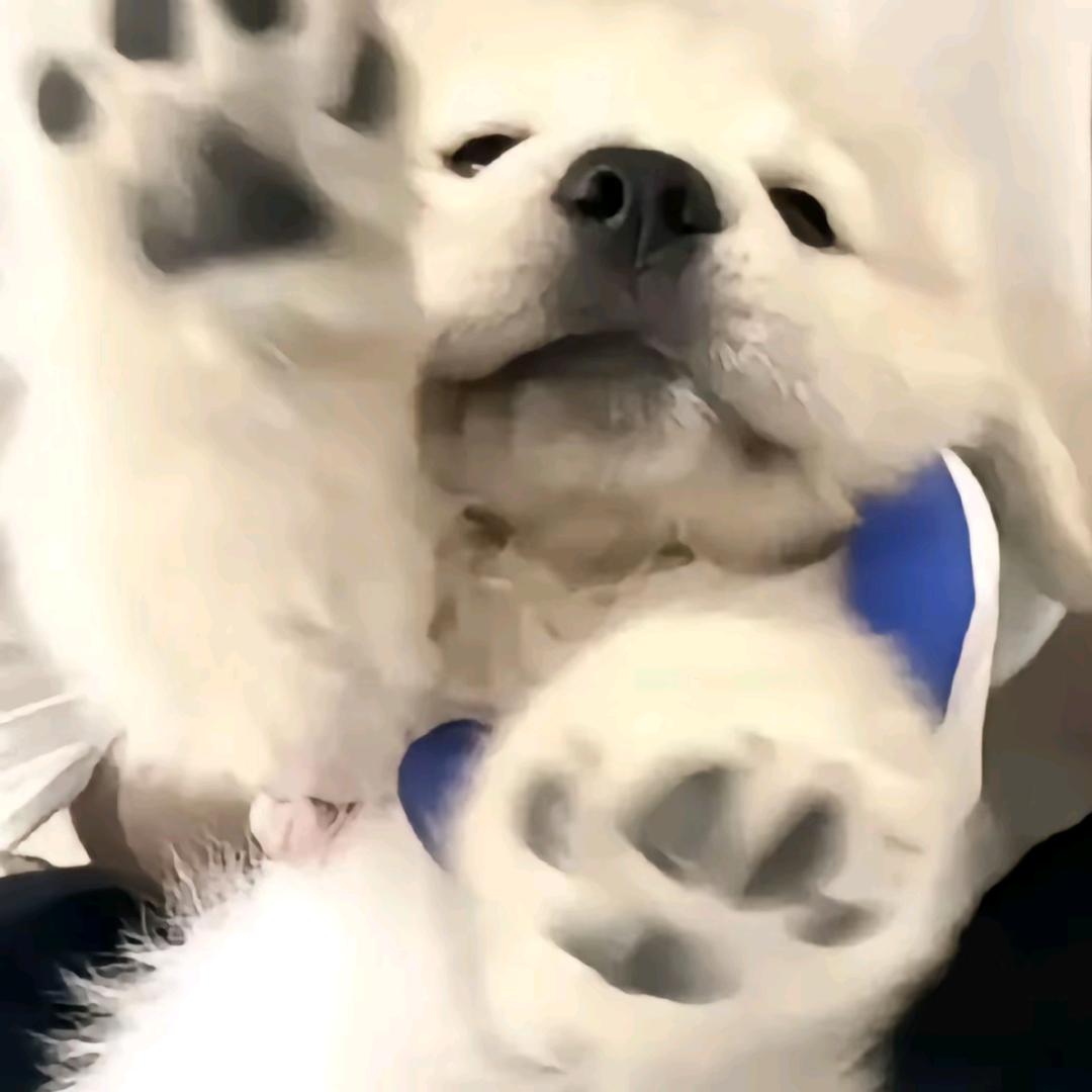 一个喜欢猫咪的神秘人士