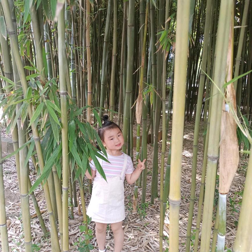 刘妈妈