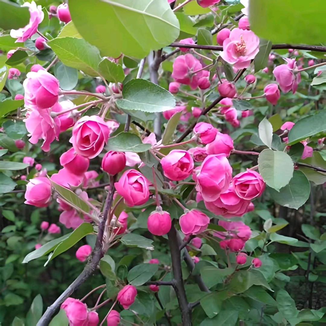 百花园苗木苗圃基地