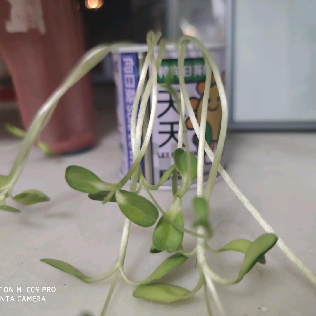 简单亦简单