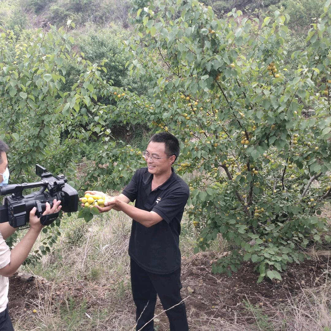 青州市清馨果蔬专业合作社