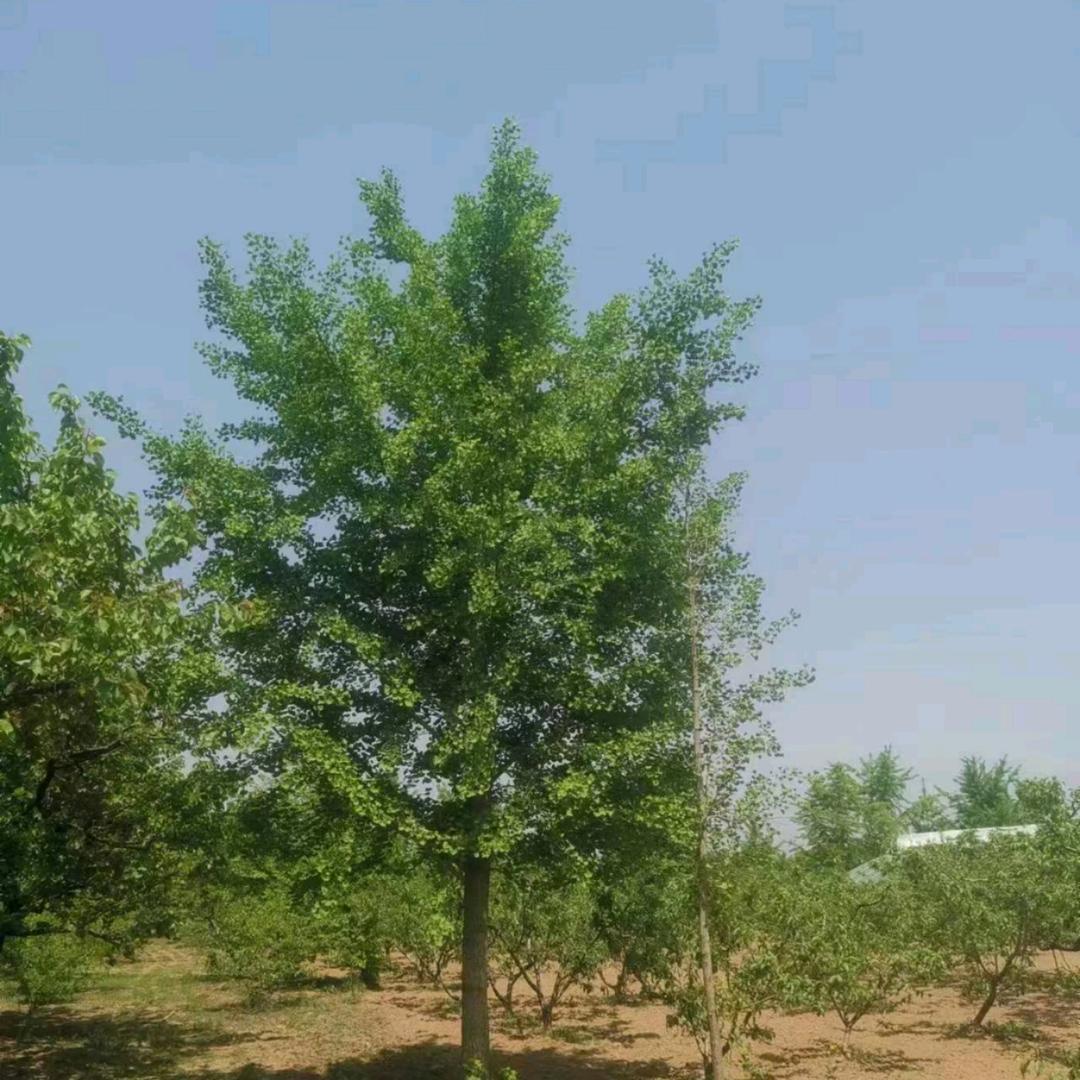 专供银杏树