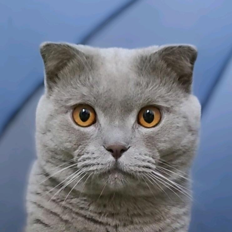 猫十七