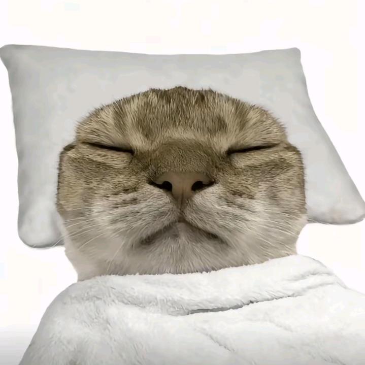 哈基米喜欢抽大象🌈