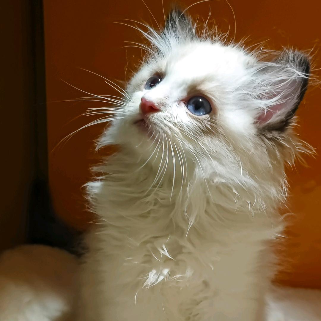 上海松江家养纯种布偶