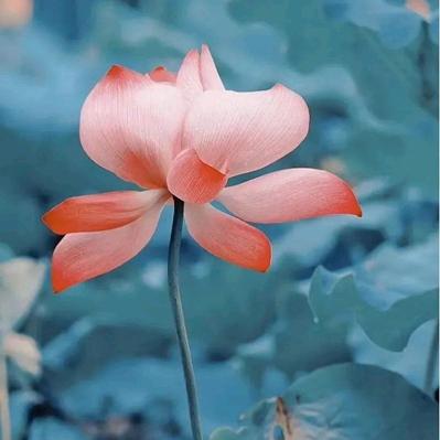 🦋独立🌺🌺樱桃🦋