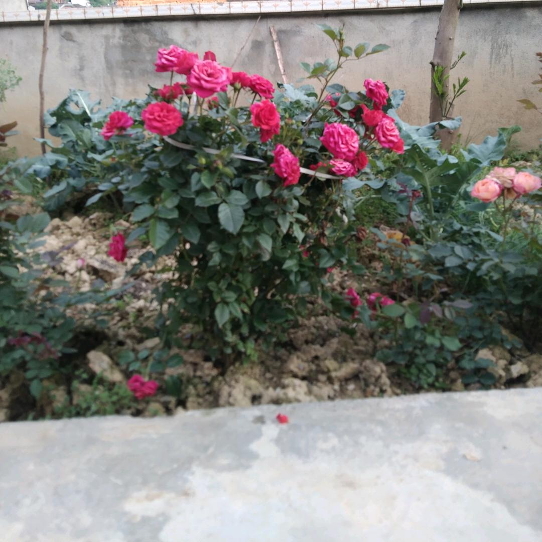 平平淡淡开心每一天