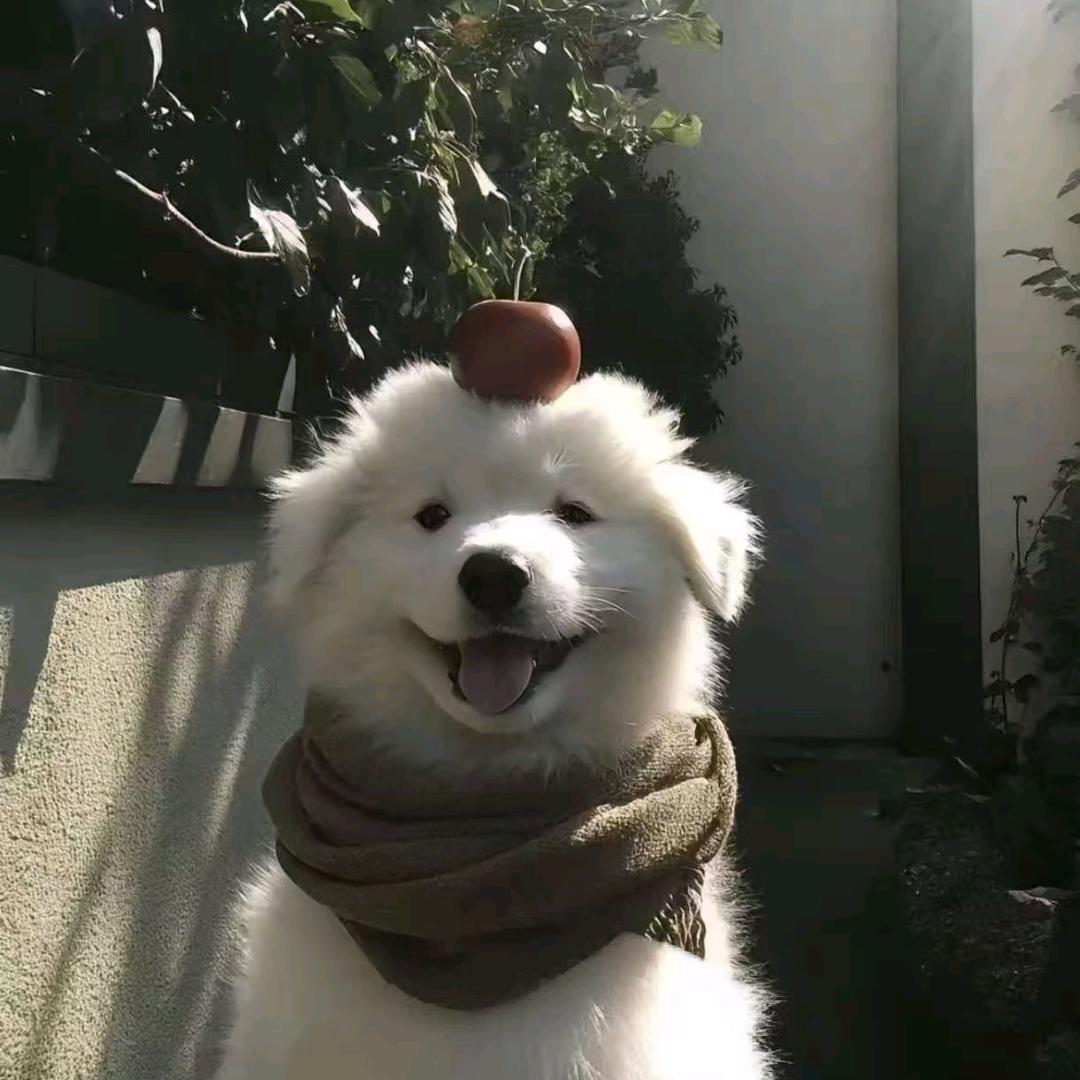 货拉拉拉不拉拉布拉多