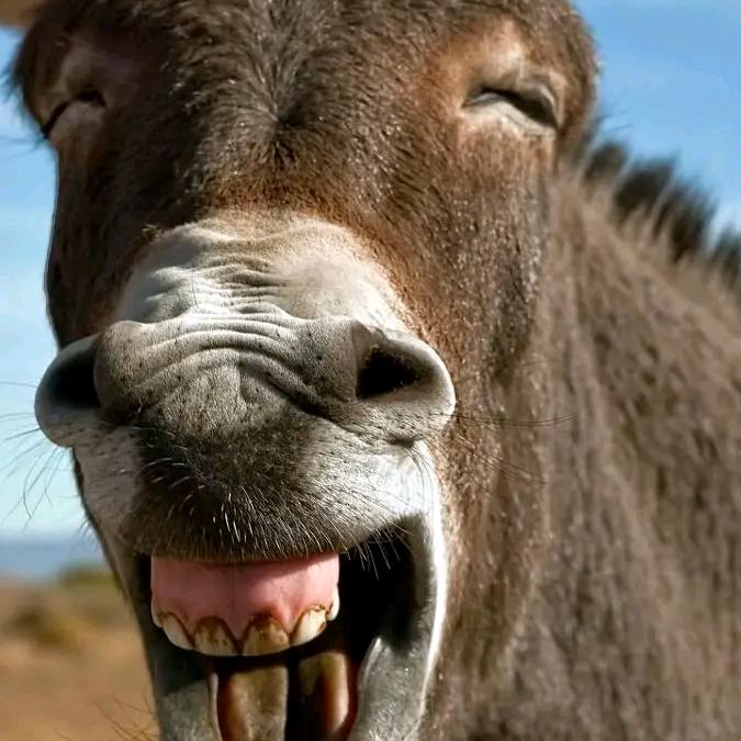 “௸ᦔꪮꪀᧁ董ོ࿐໊”