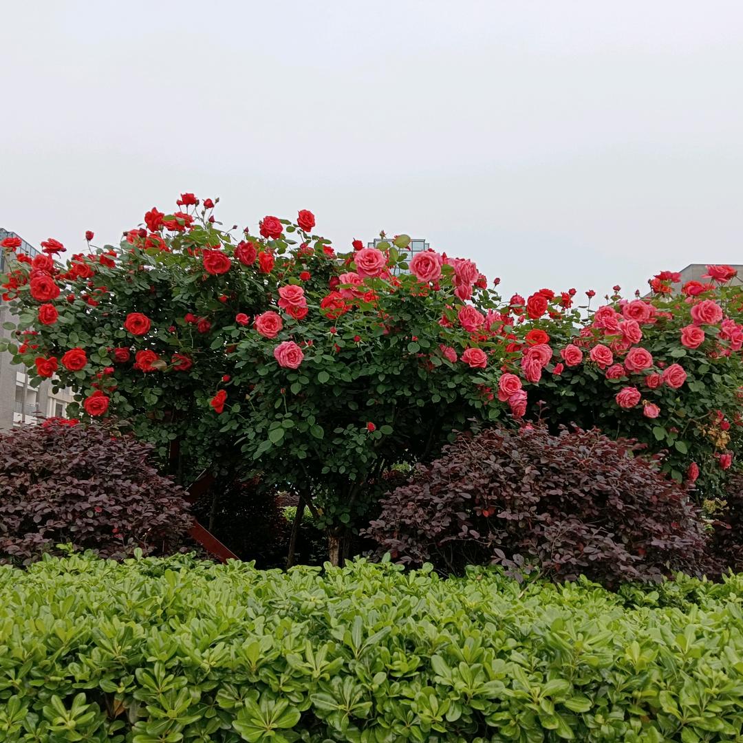 夏天