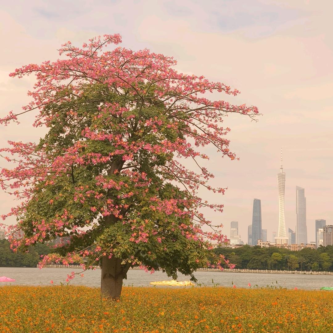 「繁花映溪川」