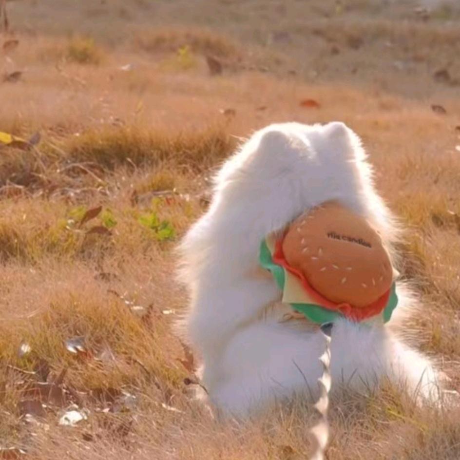 当一只快乐的小废物 🐾