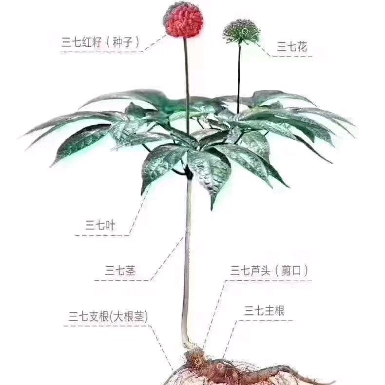 三七花开