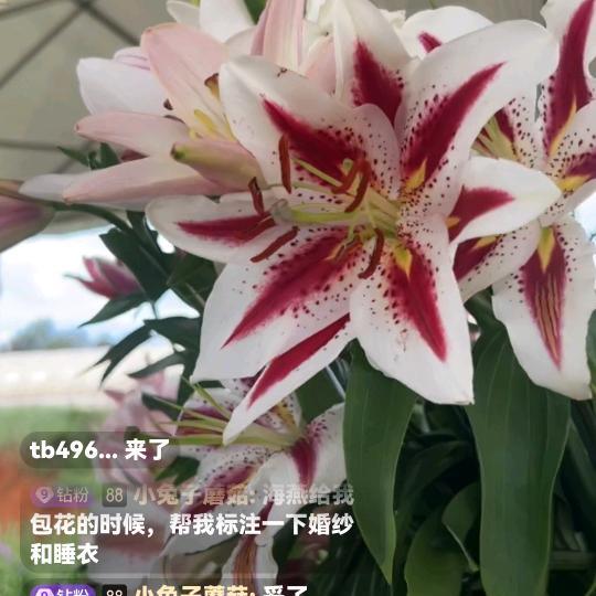 ☀️☀️六宝贝奶奶