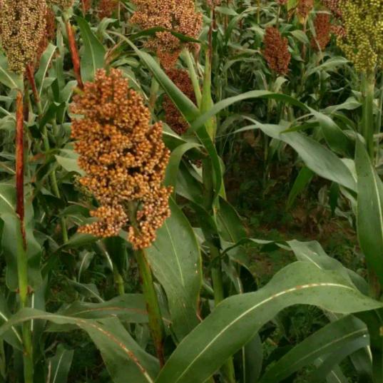 乡土风情☘️🍃🍂🌲🎄🌴🌳