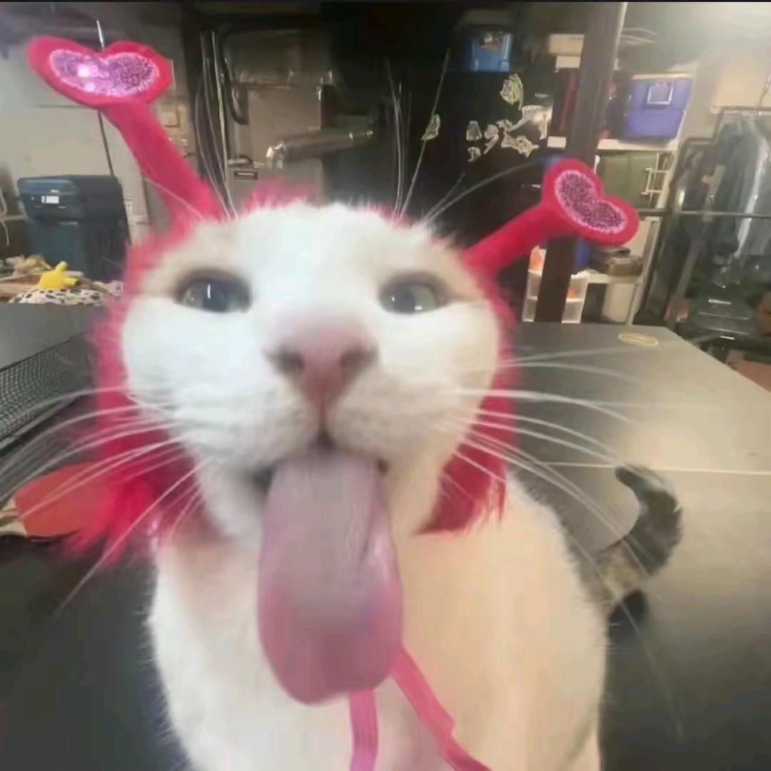 SSSS