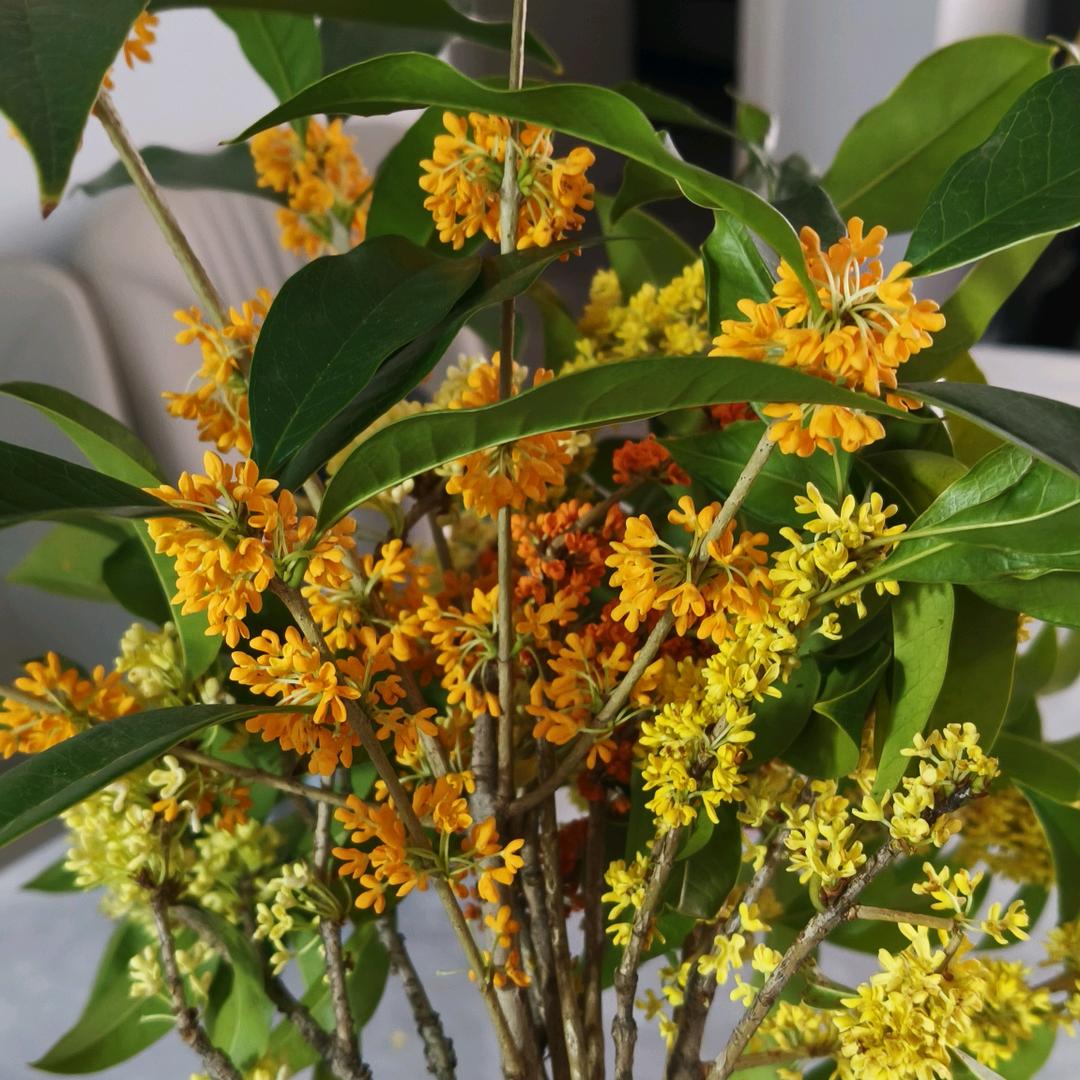 🦋༺₅²⁰秀丫头¹³₁₄༻🦋