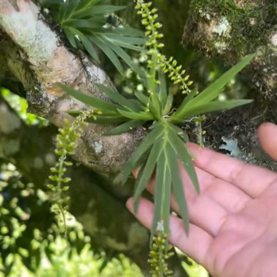 山货小辉