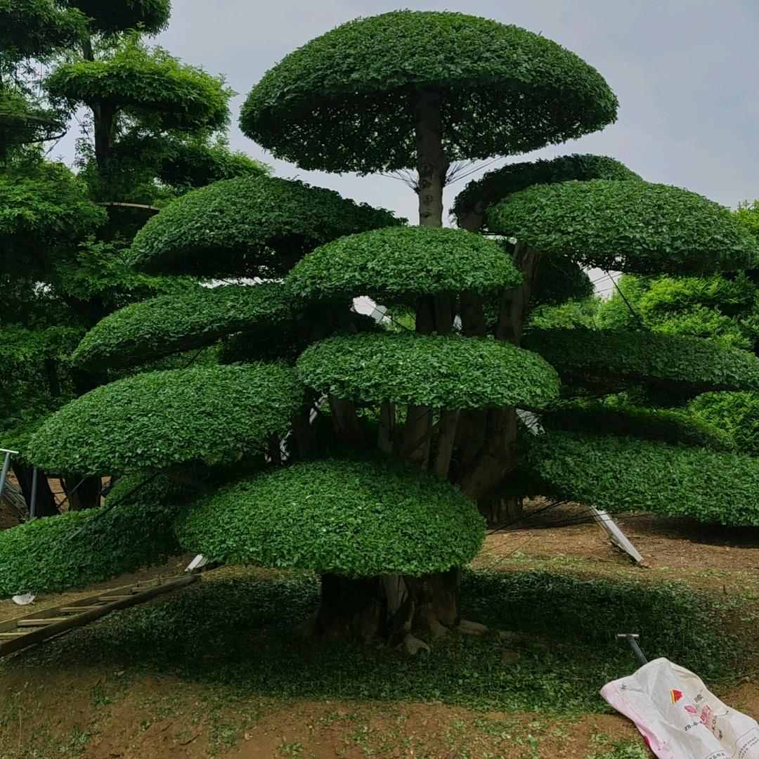 京山旭景对节白蜡
