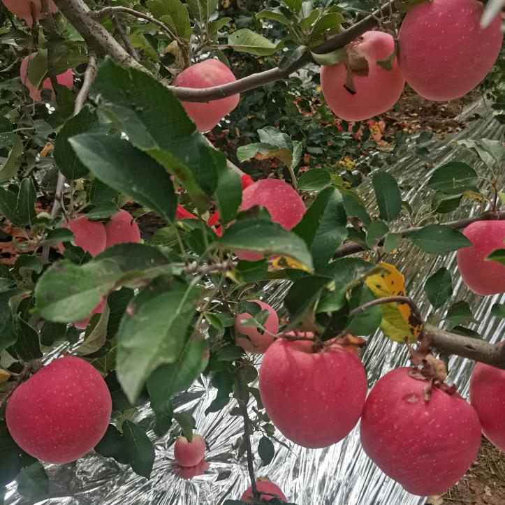 洛川苹果🍎🌹❤