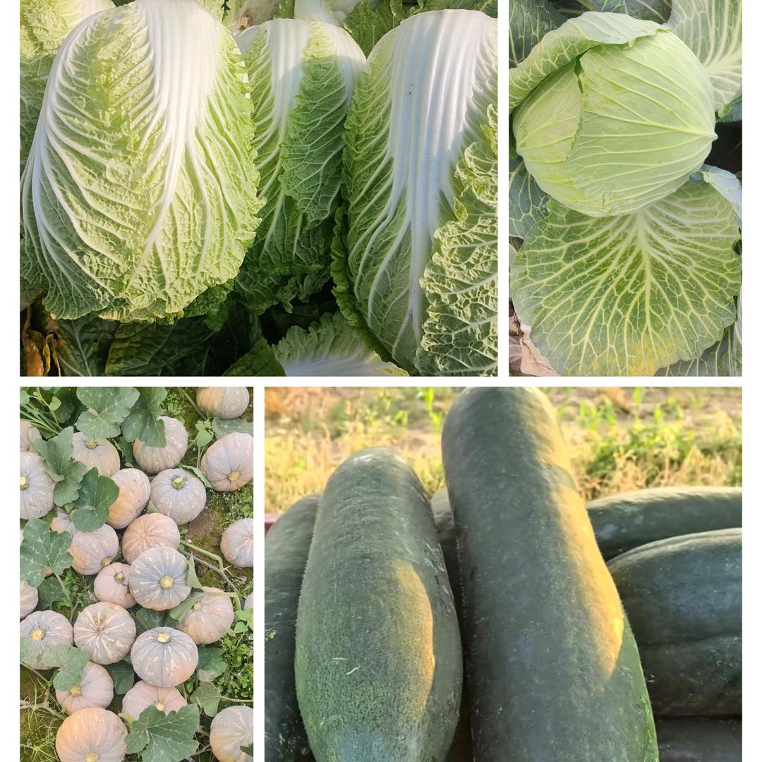 鹏飞蔬菜专业合作社