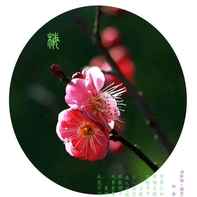 一剪梅