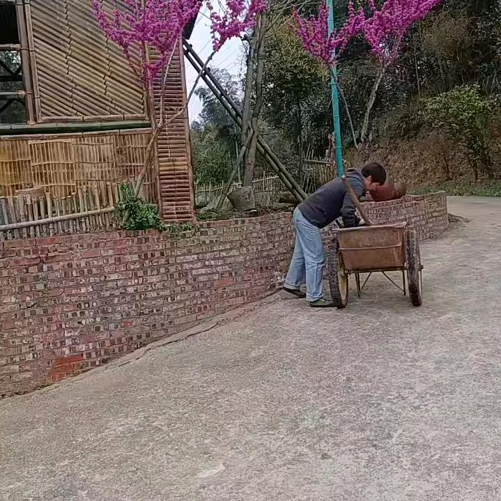 春天的花开