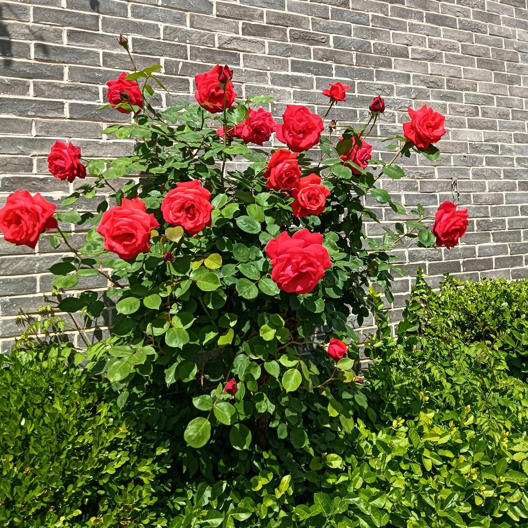 杨志新
