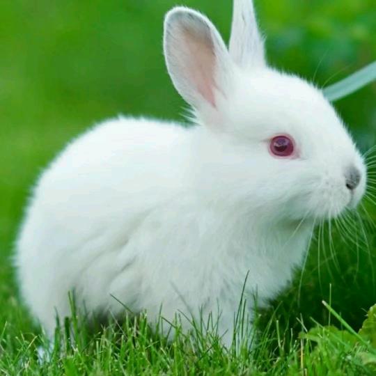 兔一姐聊养殖