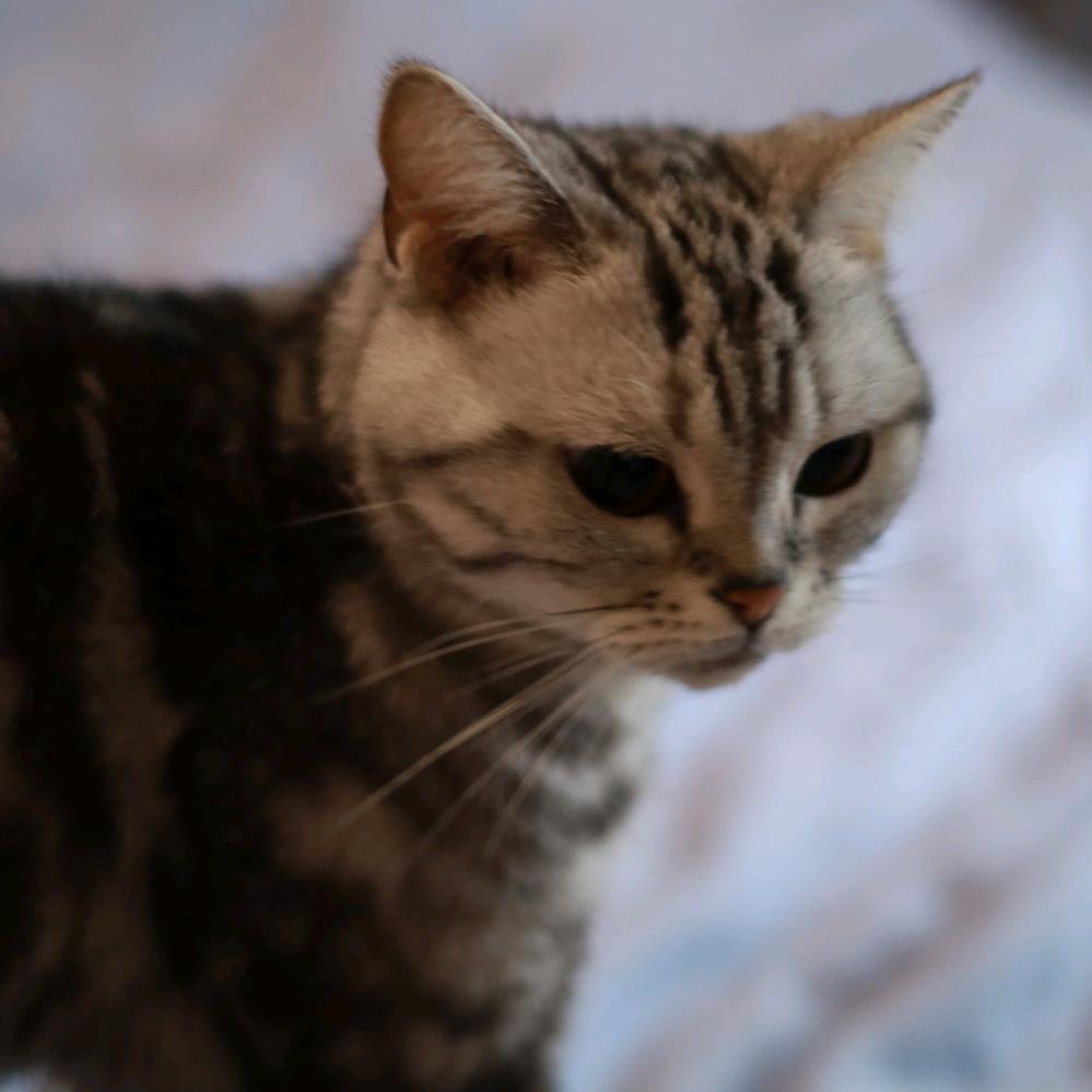 唐仁(三角洲行动)