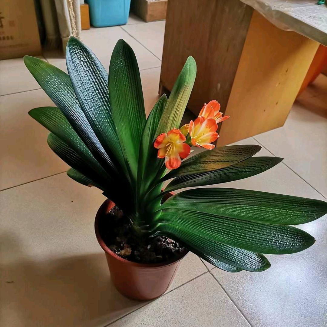 烟台～小哥（阳台精品君子兰）
