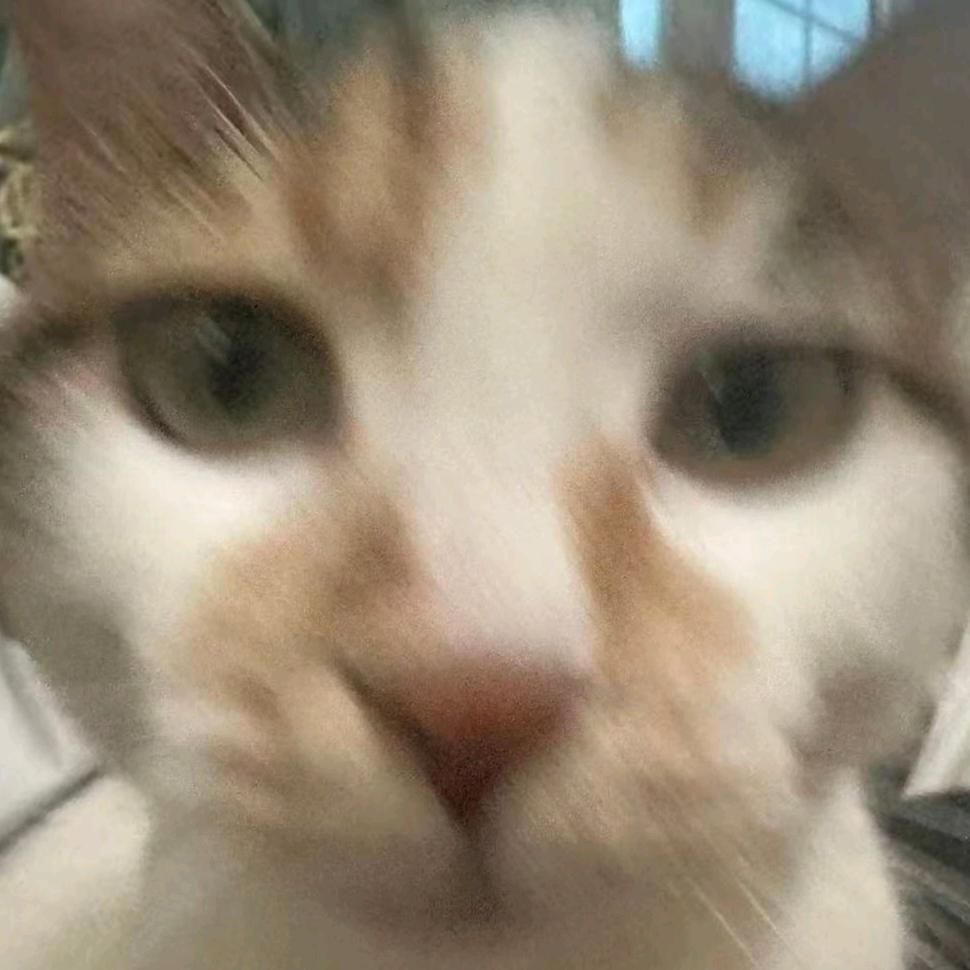 我想我的猫了