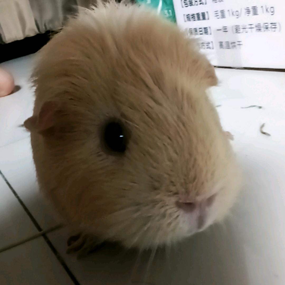 阿豆李新