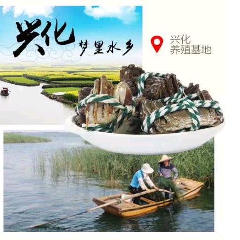 @海宝大闸蟹