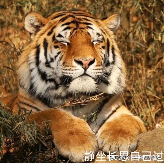 因果树