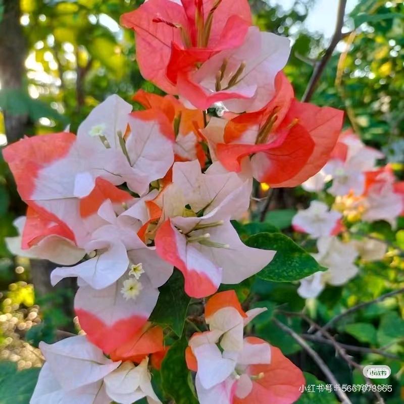 船哥卖花但不花