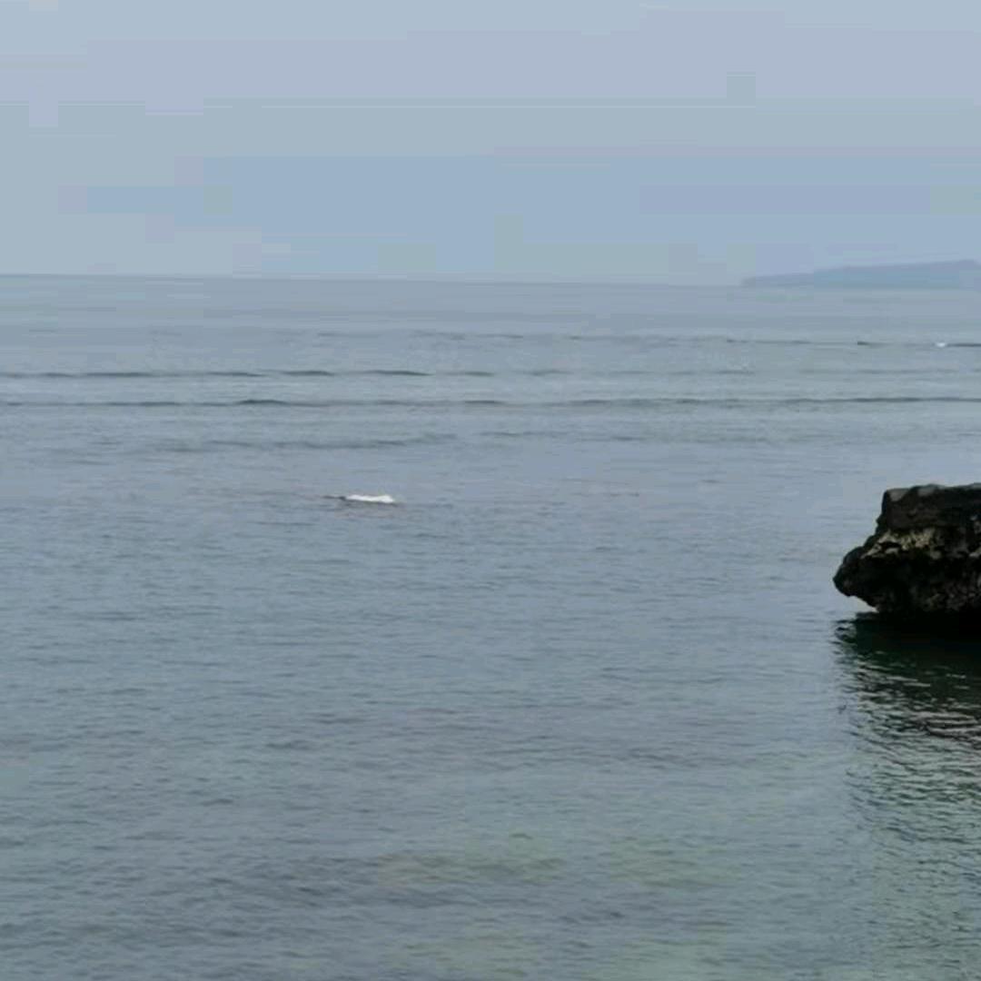 山里养猪的老吴