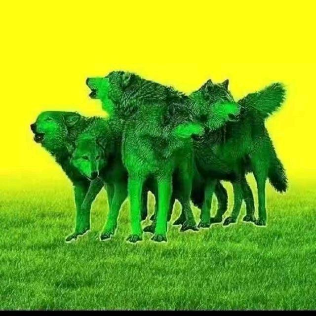 dyvi6ld5nghq