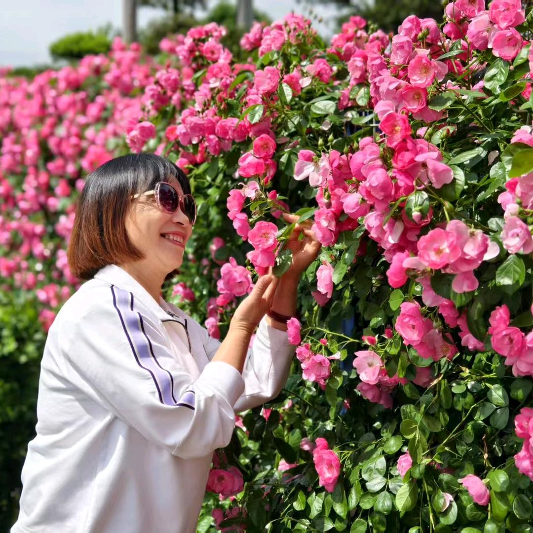 菊