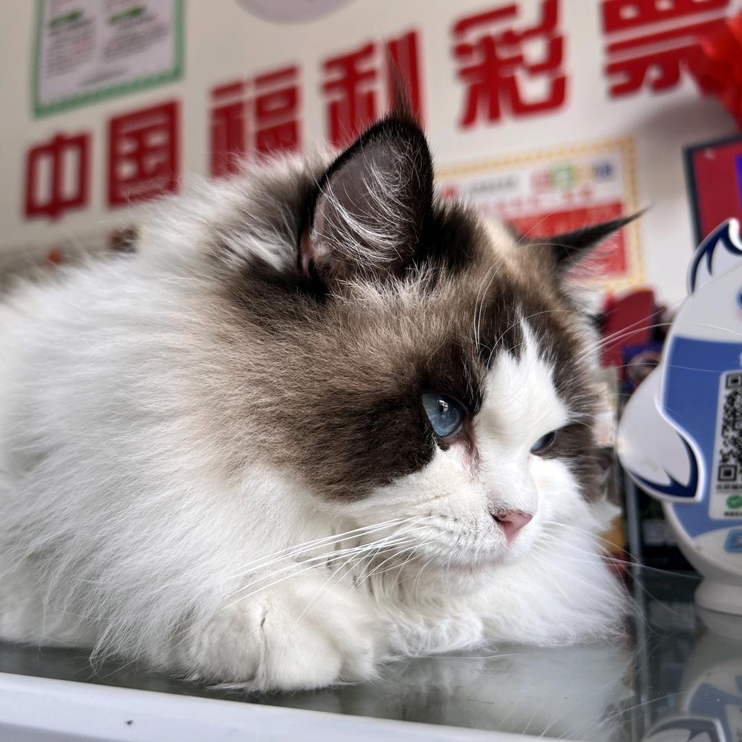 小满是只小猫咪